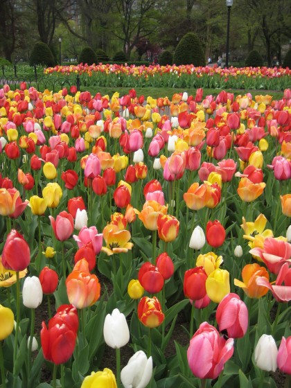 Tulips